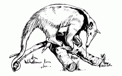 He comes out at night: Ant-Eater at Hacienda Betulia