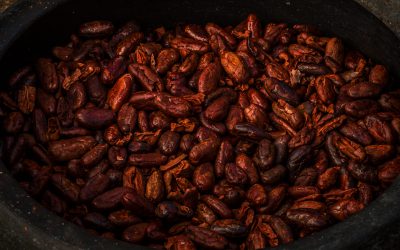 The History of Cacao: From the Maya to Spain to the World
