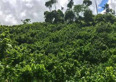 betulia-plants-h600