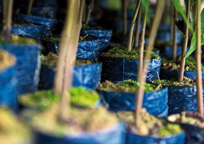 betulia-seedlings-2