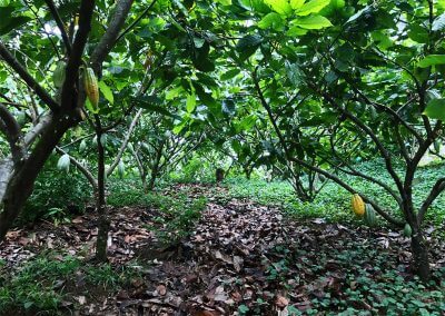 betulia-tree-planting