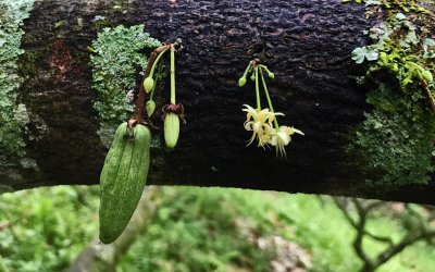 Baby Criollos