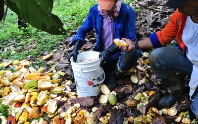 Autumn 2017: Impressions from our Criollo Harvest Time.