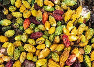 hacienda_betulia_cacao_pods_1