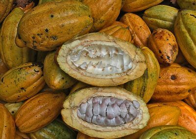 hacienda_betulia_cacao_pods_3