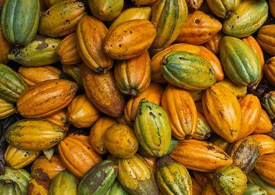 hacienda_betulia_cacao_pods_4
