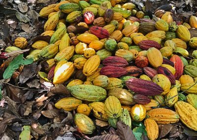 harvest_1