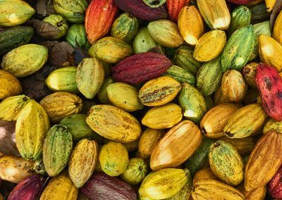 teaser-criollo-cacao-pods-harvest